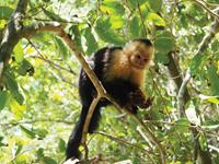 Cheeky_capuchin_monkey-medium